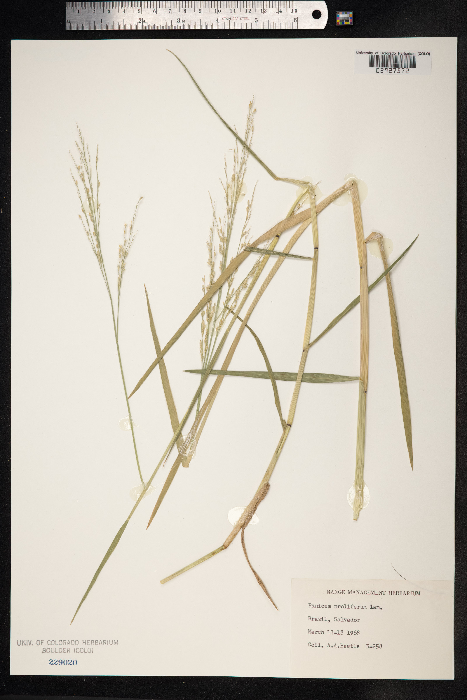 Panicum dichotomiflorum image