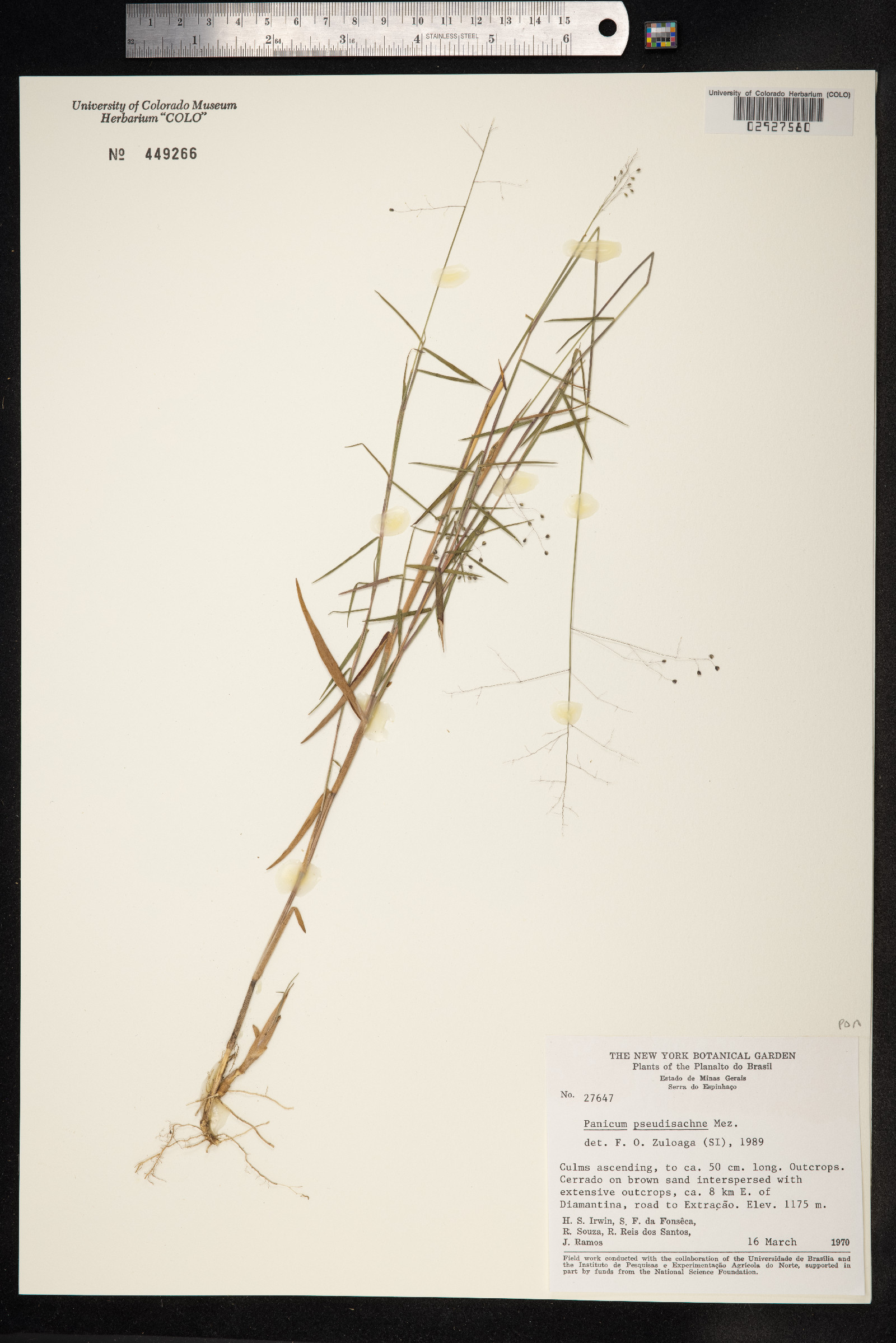 Panicum pseudisachne image