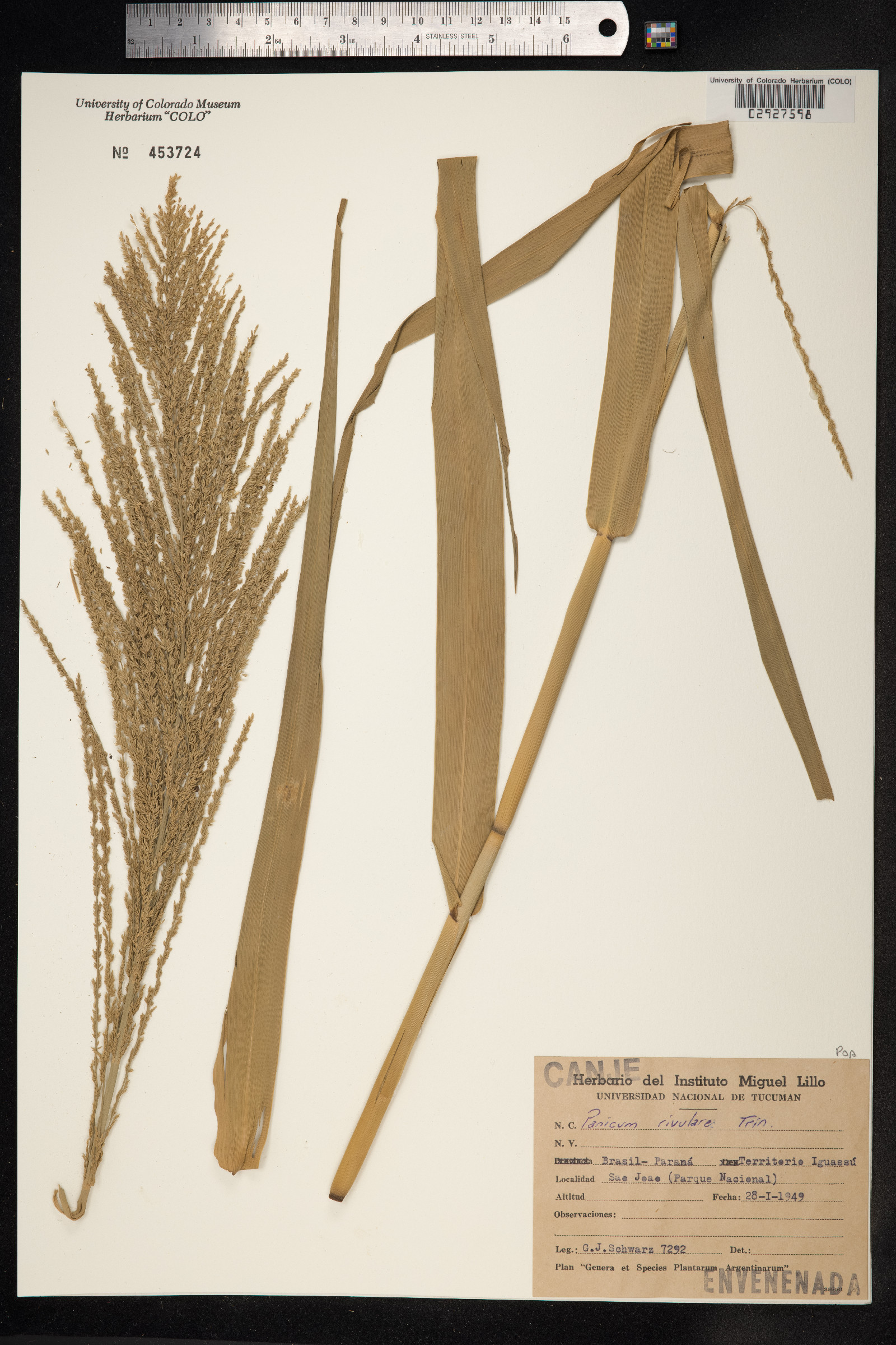 Hymenachne pernambucensis image