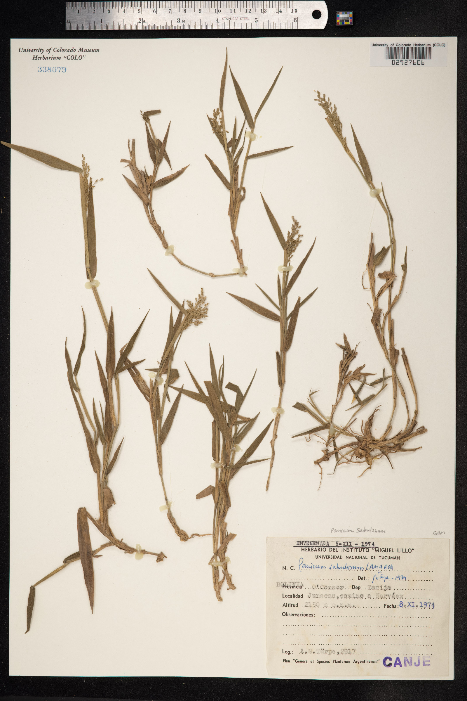 Dichanthelium sabulorum image