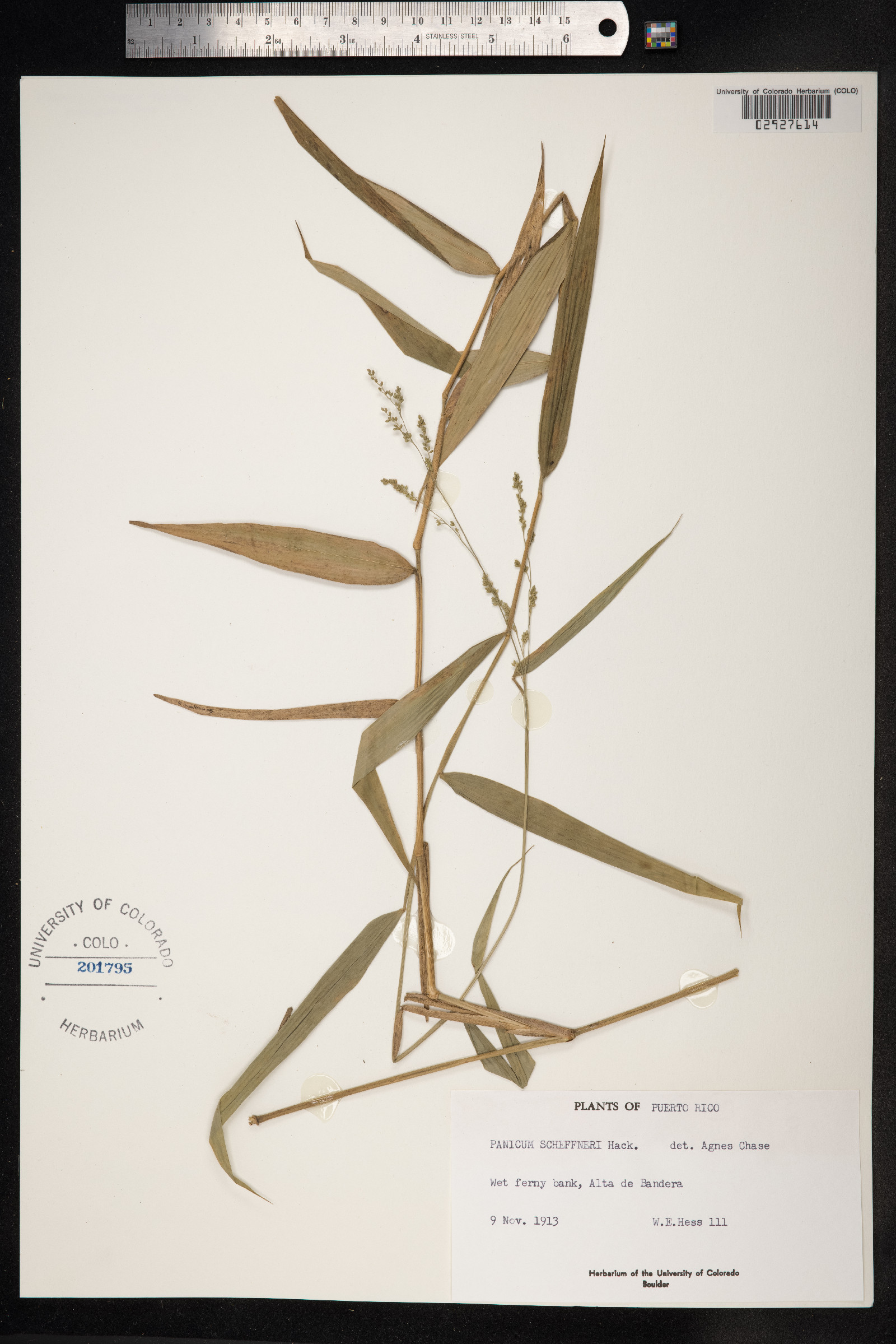 Panicum trichidiachne image