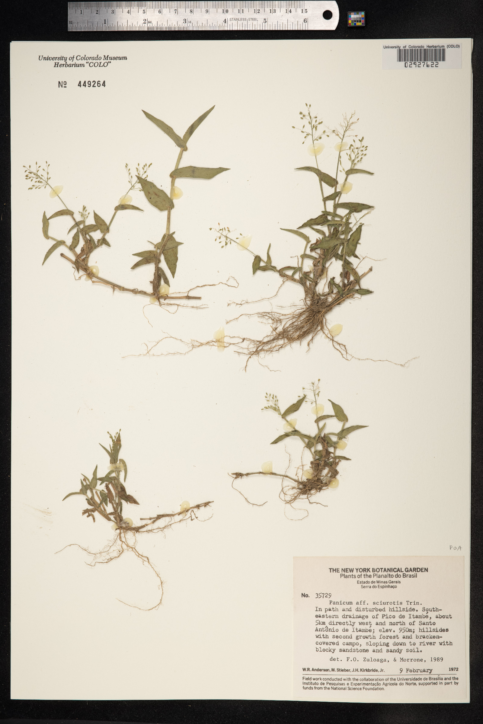 Dichanthelium sciurotis image