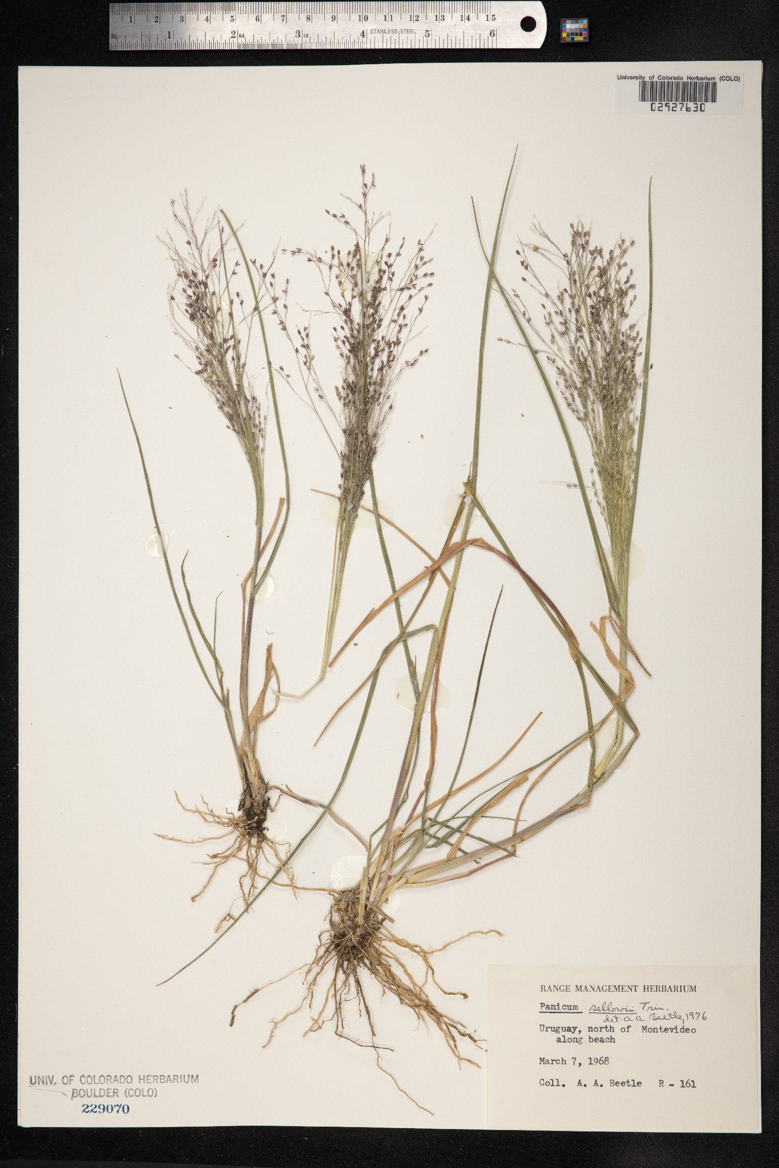 Panicum sellowii image