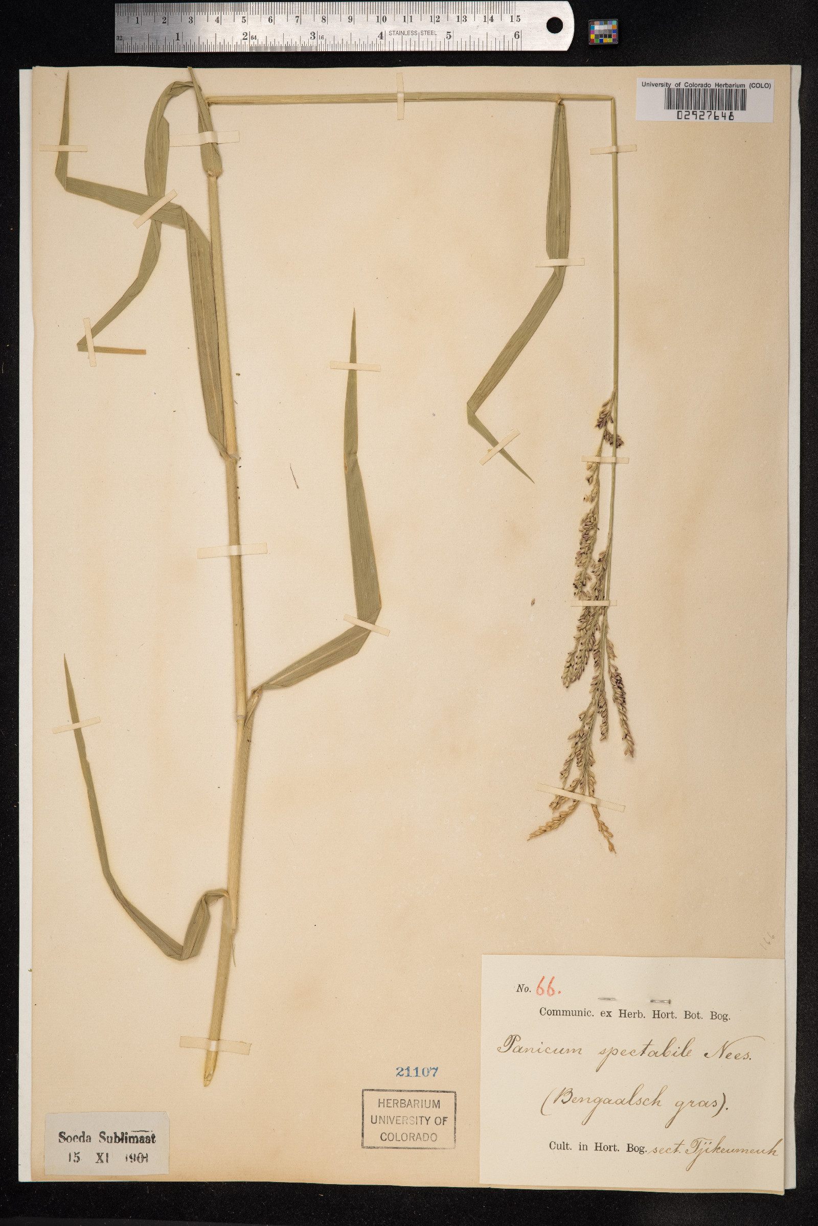 Panicum spectabile image