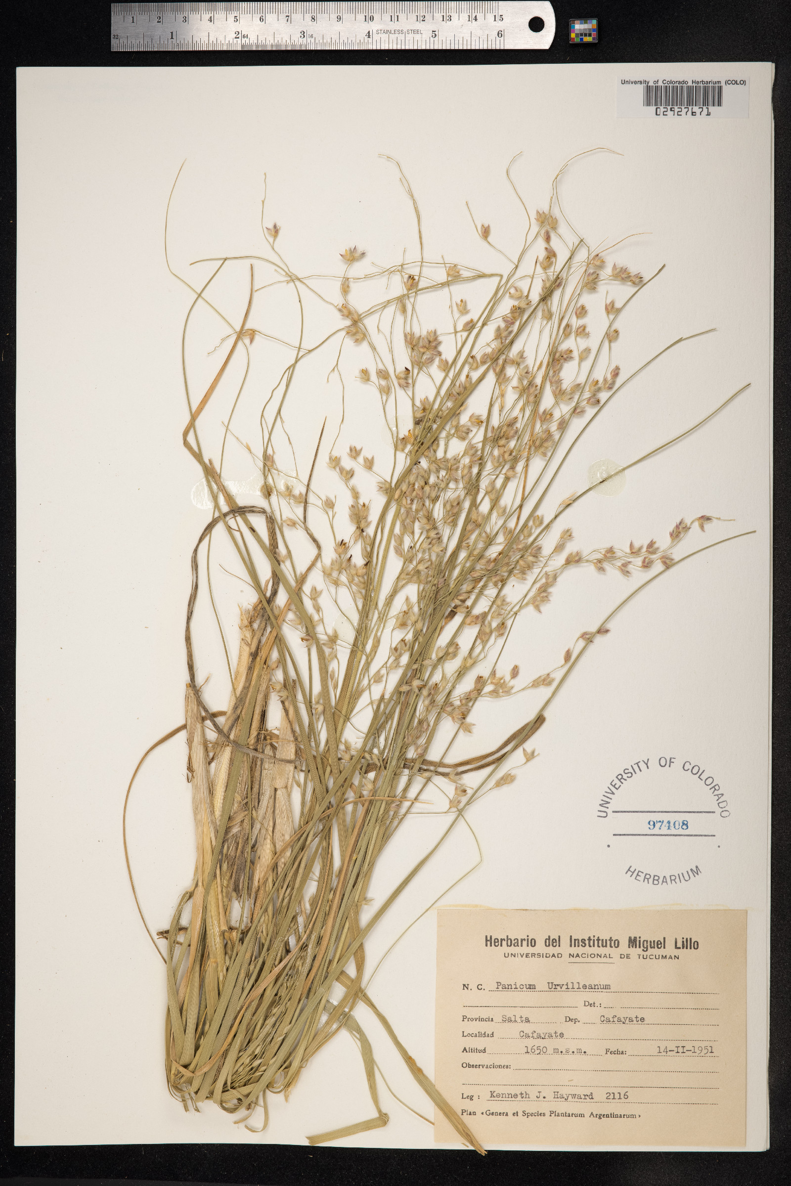 Panicum urvilleanum image