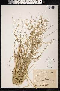 Panicum urvilleanum image
