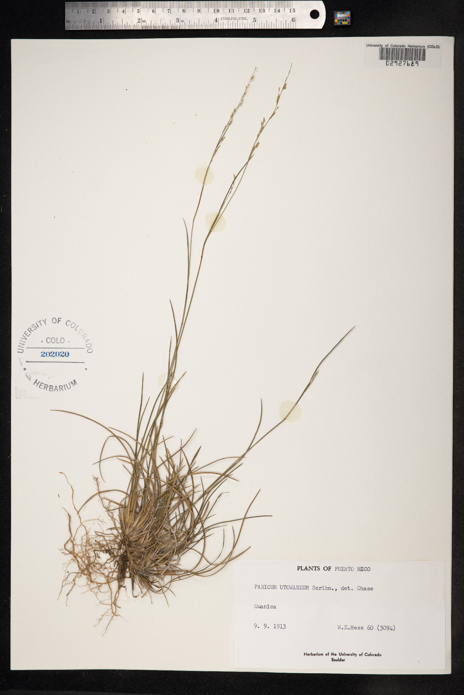 Setaria utowanaea image