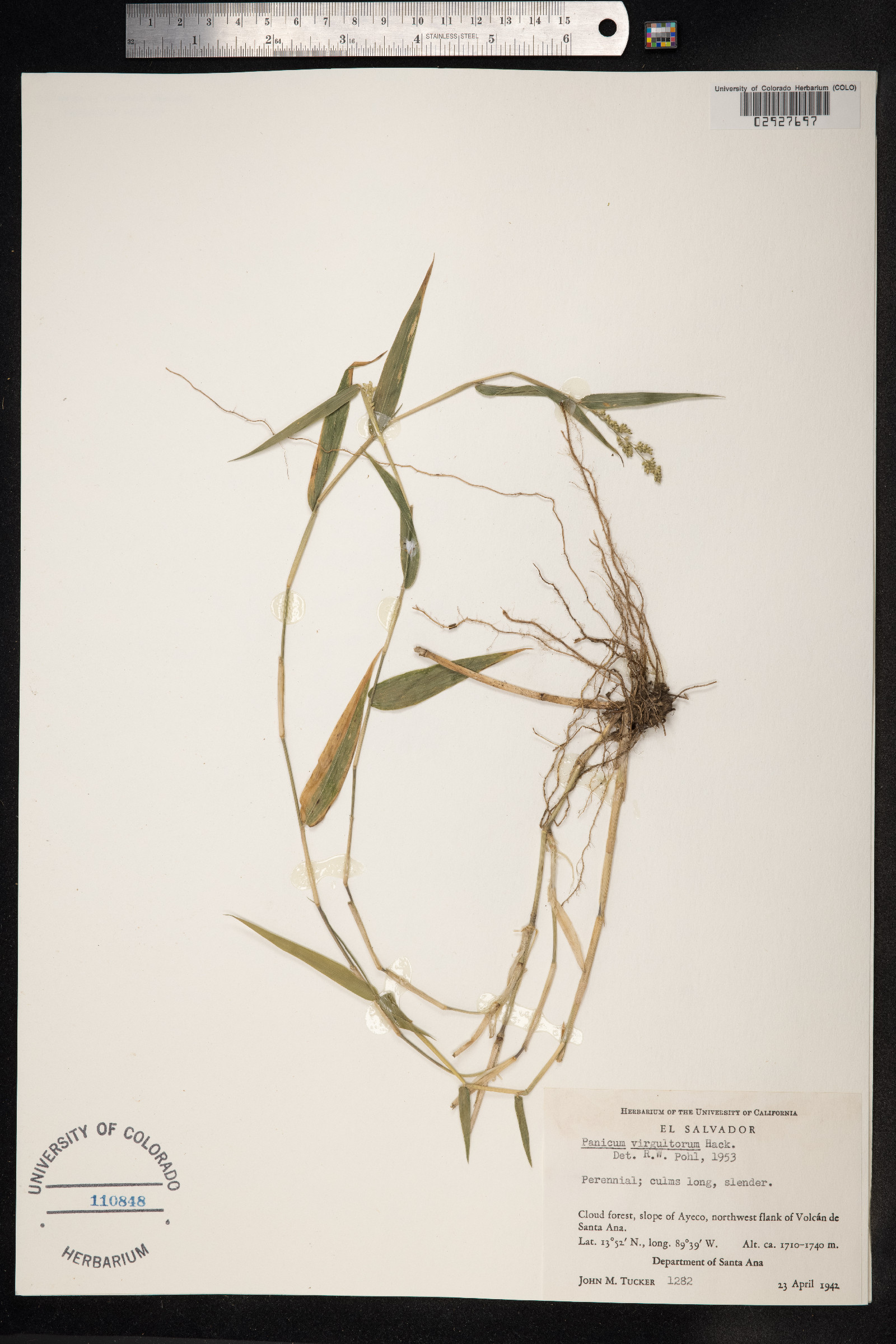 Panicum arundinariae image