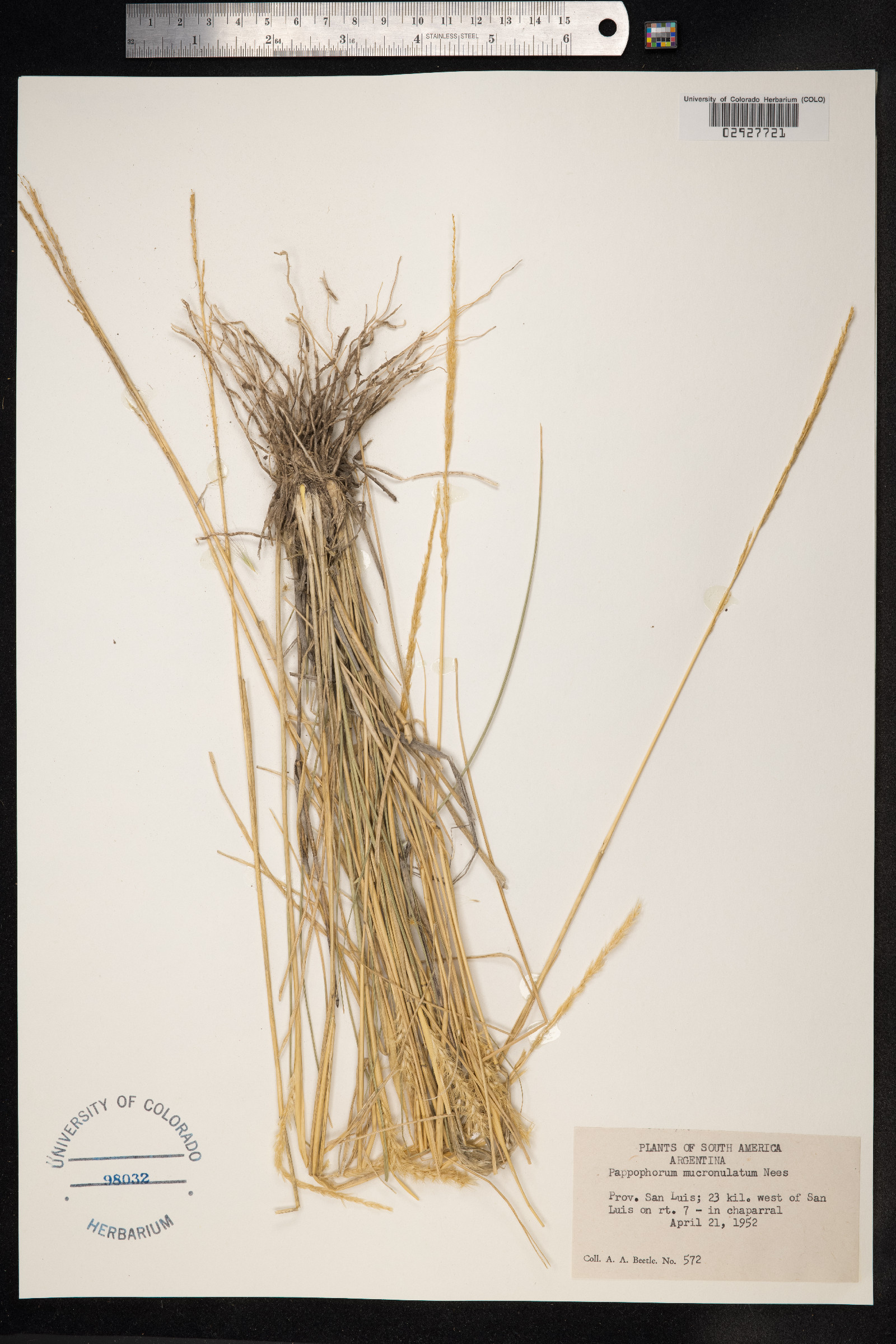 Pappophorum mucronulatum image