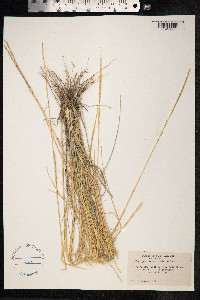 Image of Pappophorum mucronulatum