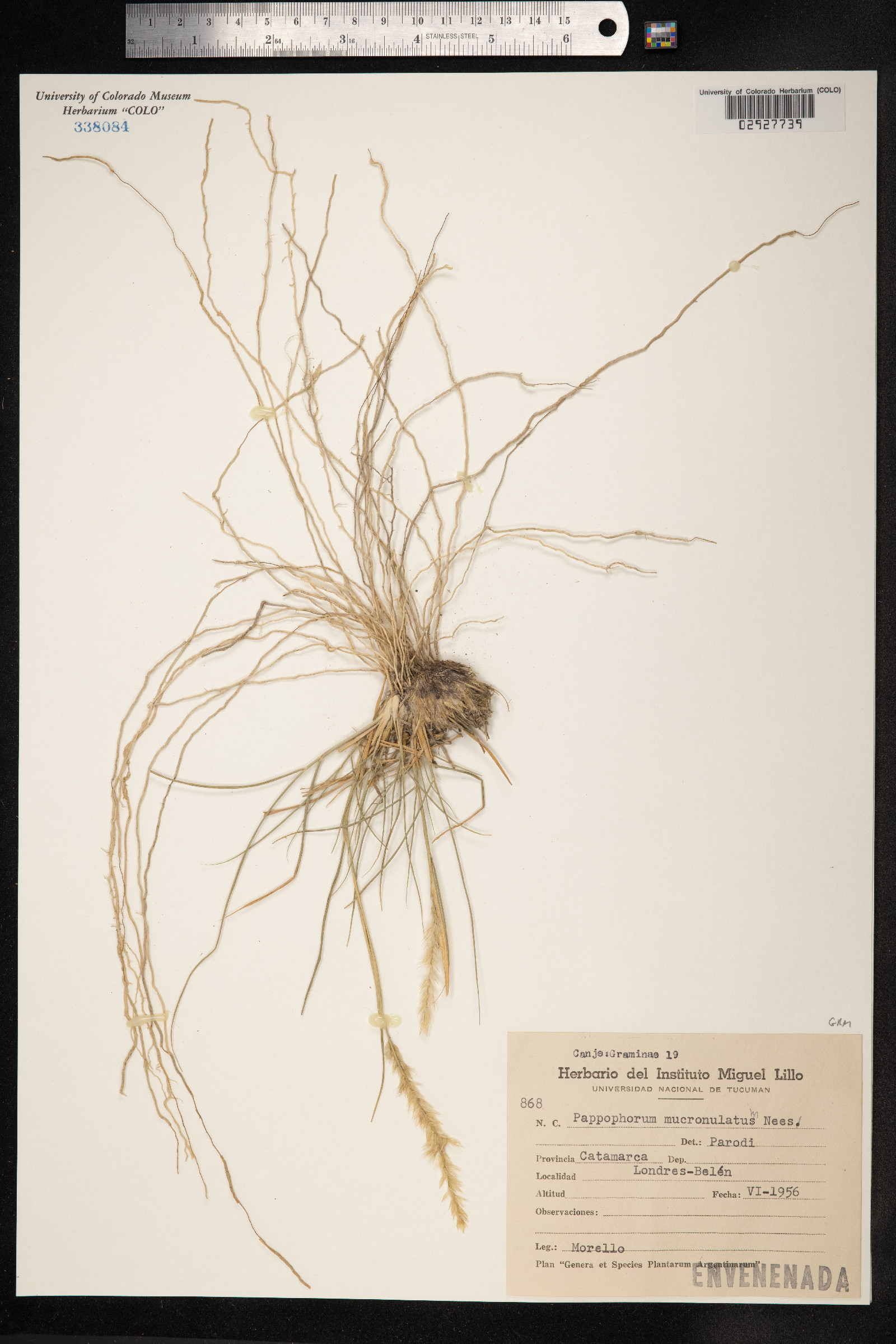 Pappophorum mucronulatum image