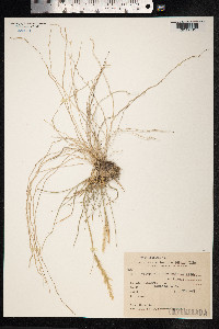 Pappophorum mucronulatum image