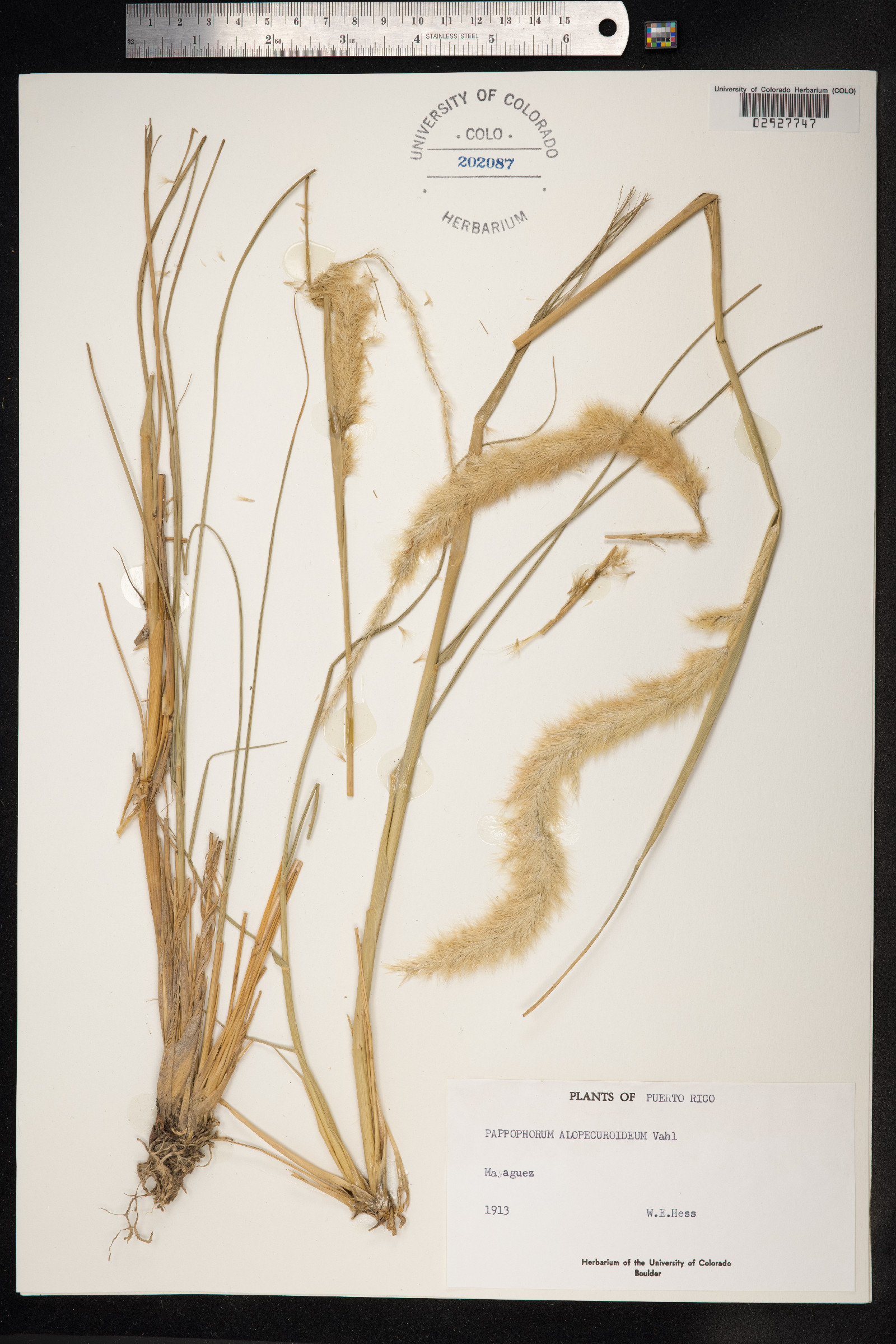 Pappophorum pappiferum image