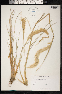Pappophorum pappiferum image