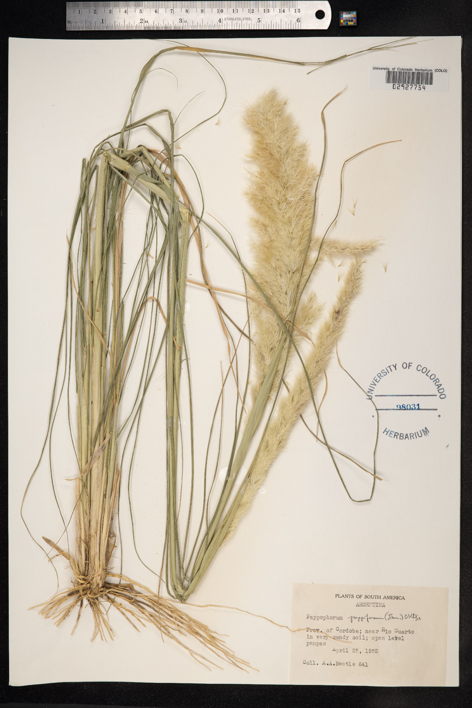 Pappophorum pappiferum image