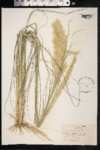 Pappophorum pappiferum image