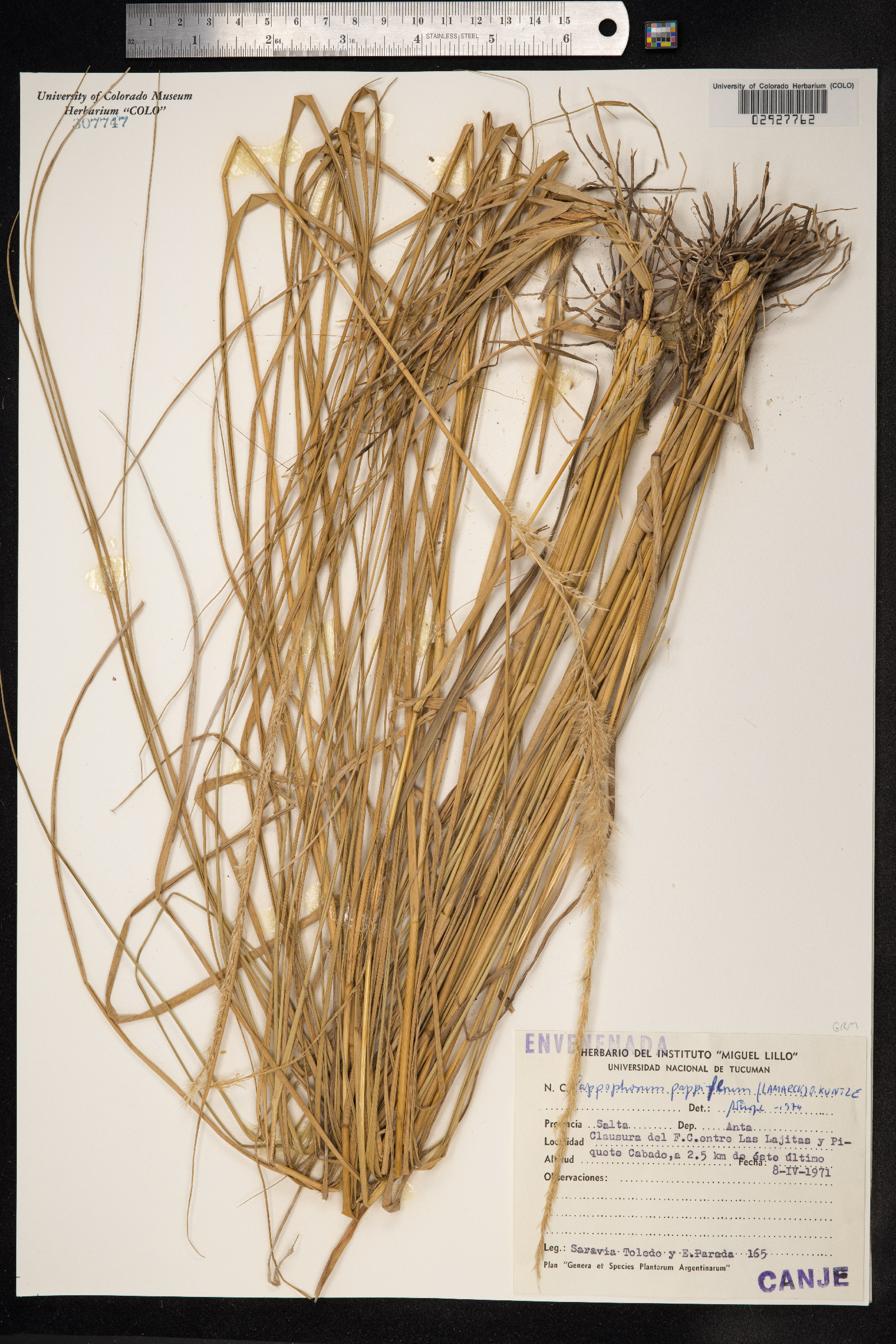 Pappophorum pappiferum image