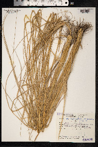 Pappophorum pappiferum image