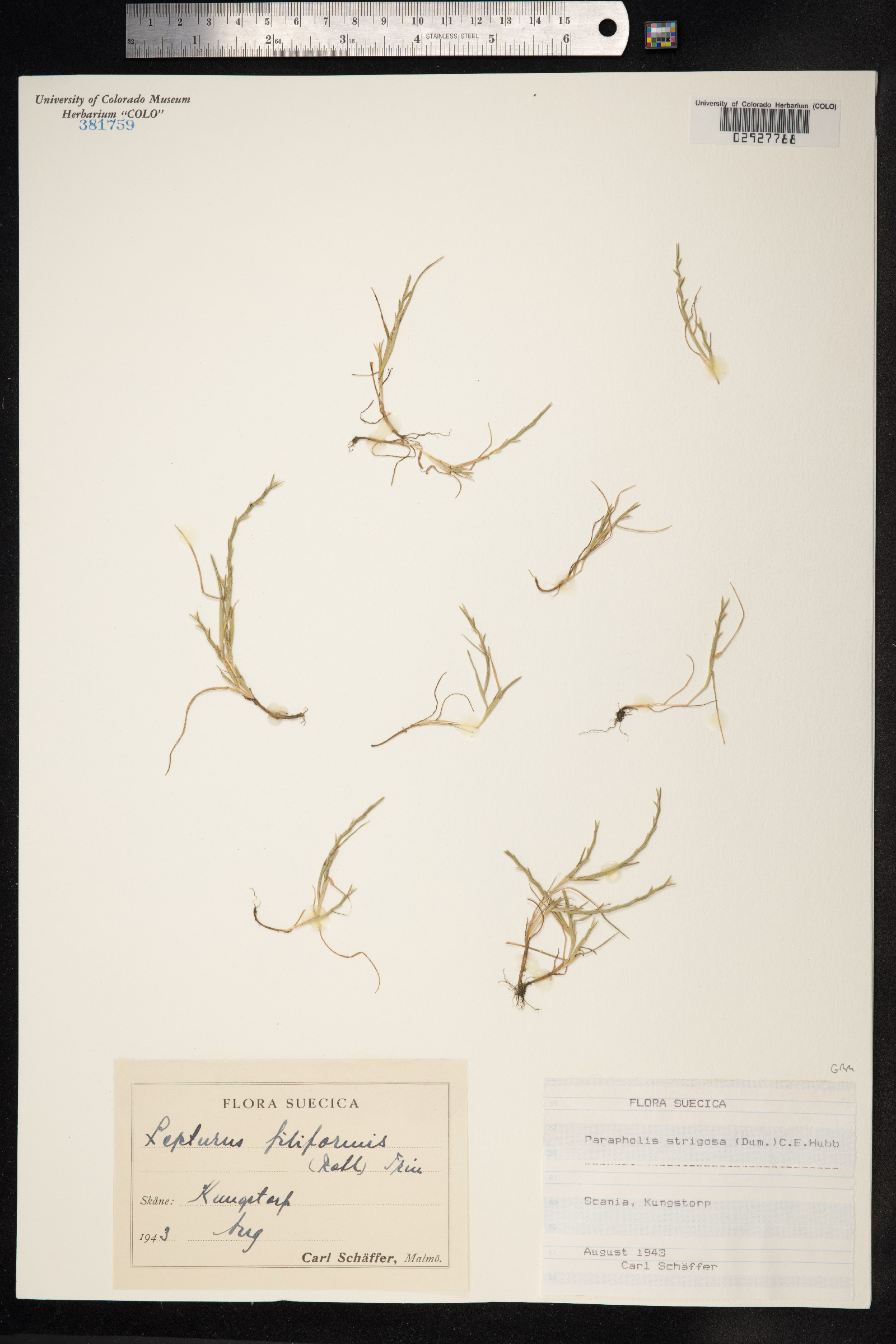 Parapholis image