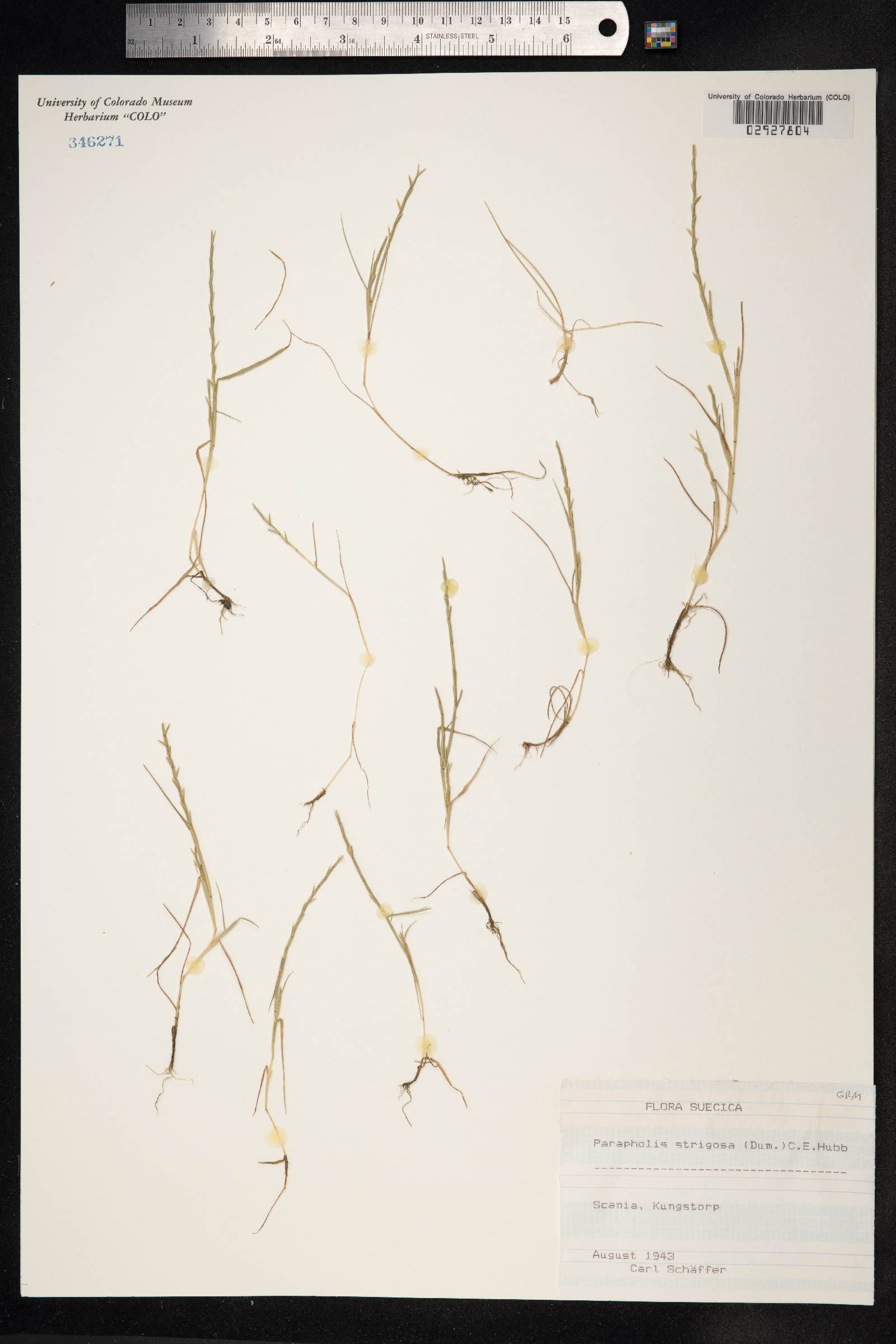 Parapholis strigosa image