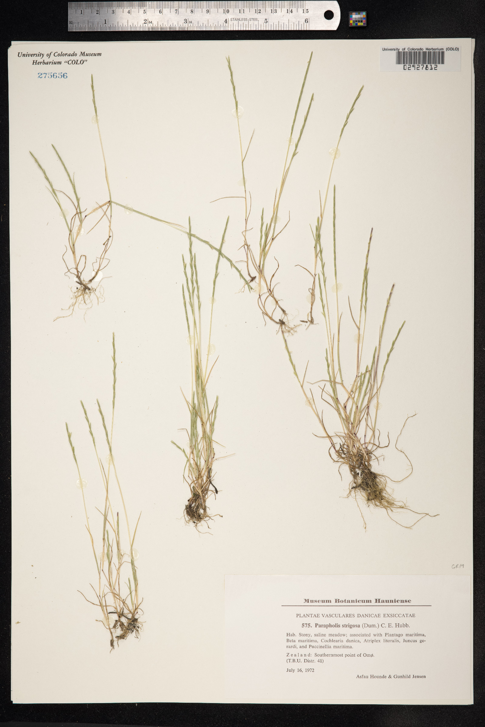 Parapholis strigosa image