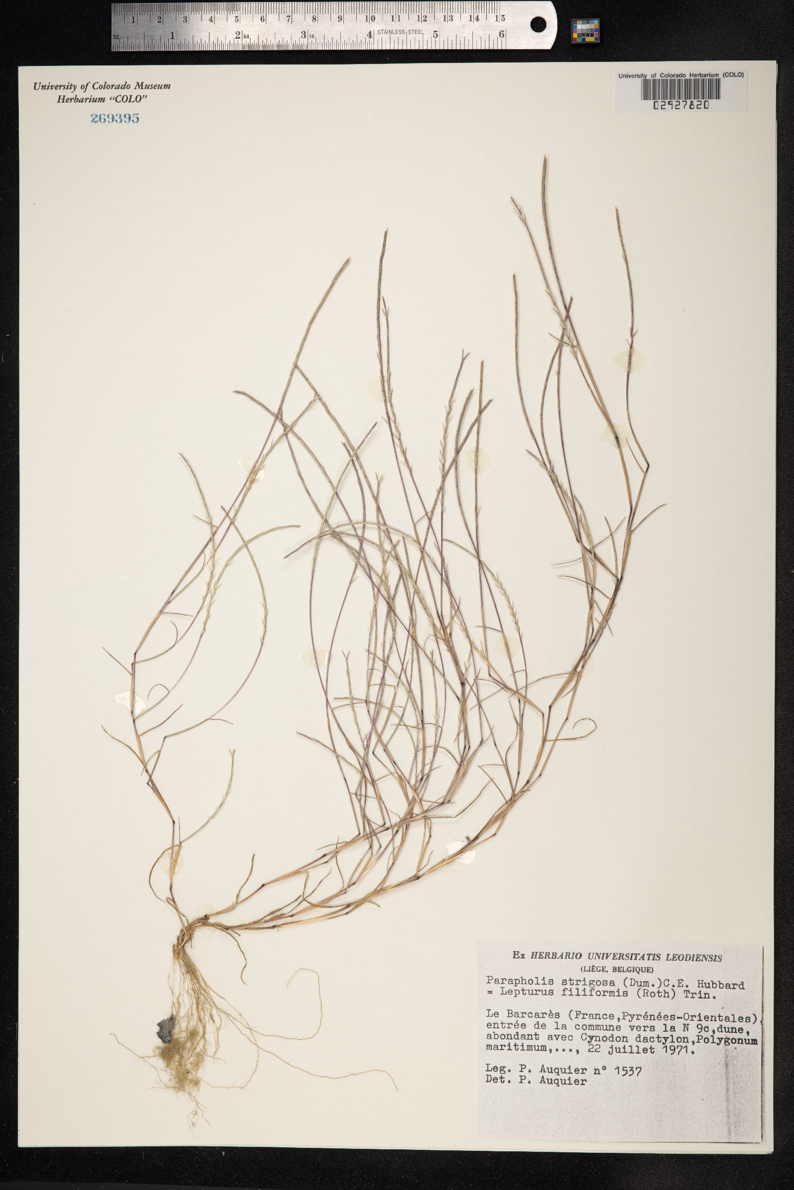 Parapholis strigosa image