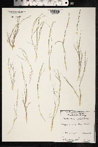Image of Setaria jubiflora