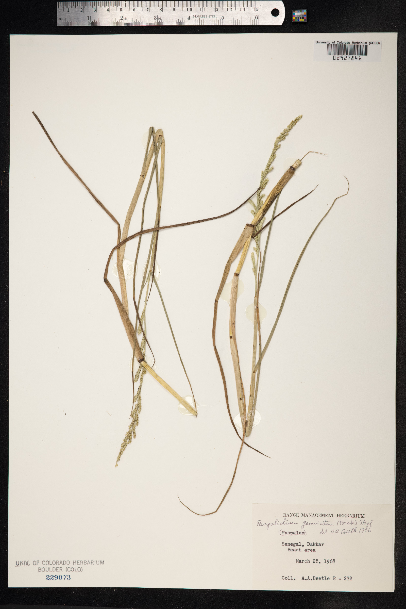 Paspalidium geminatum image