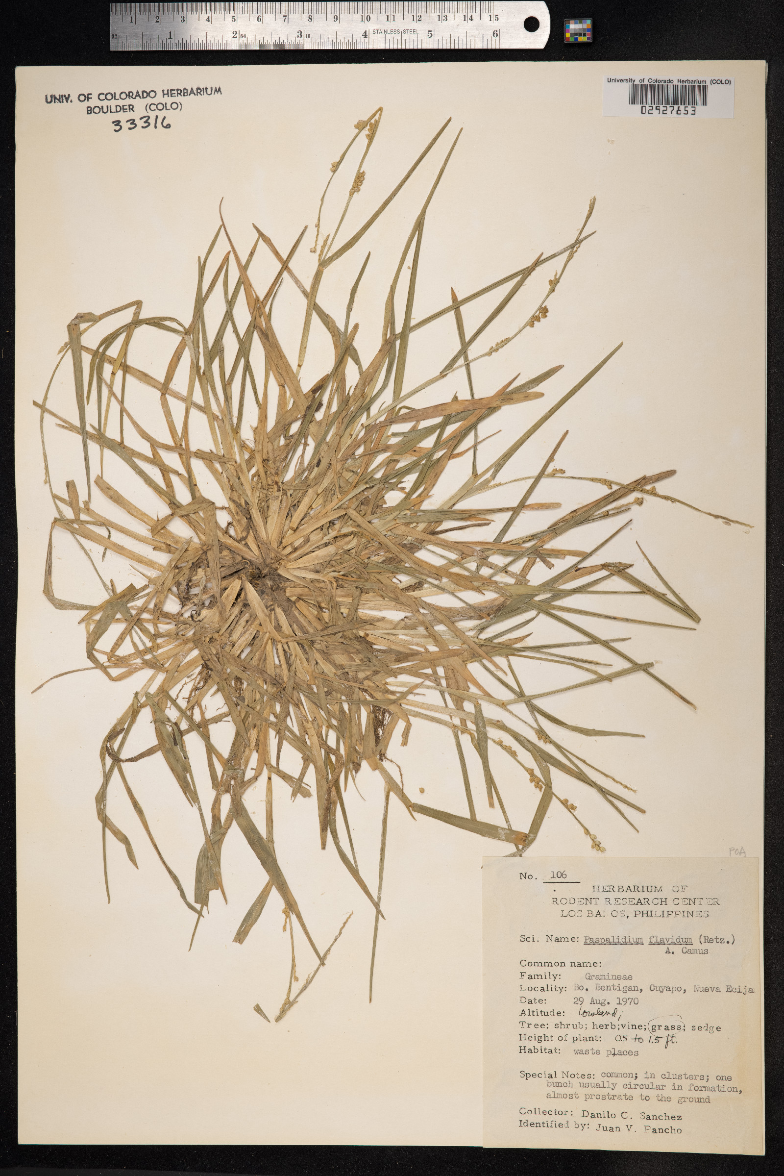 Paspalidium flavidum image