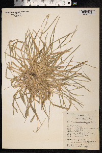 Image of Setaria flavida
