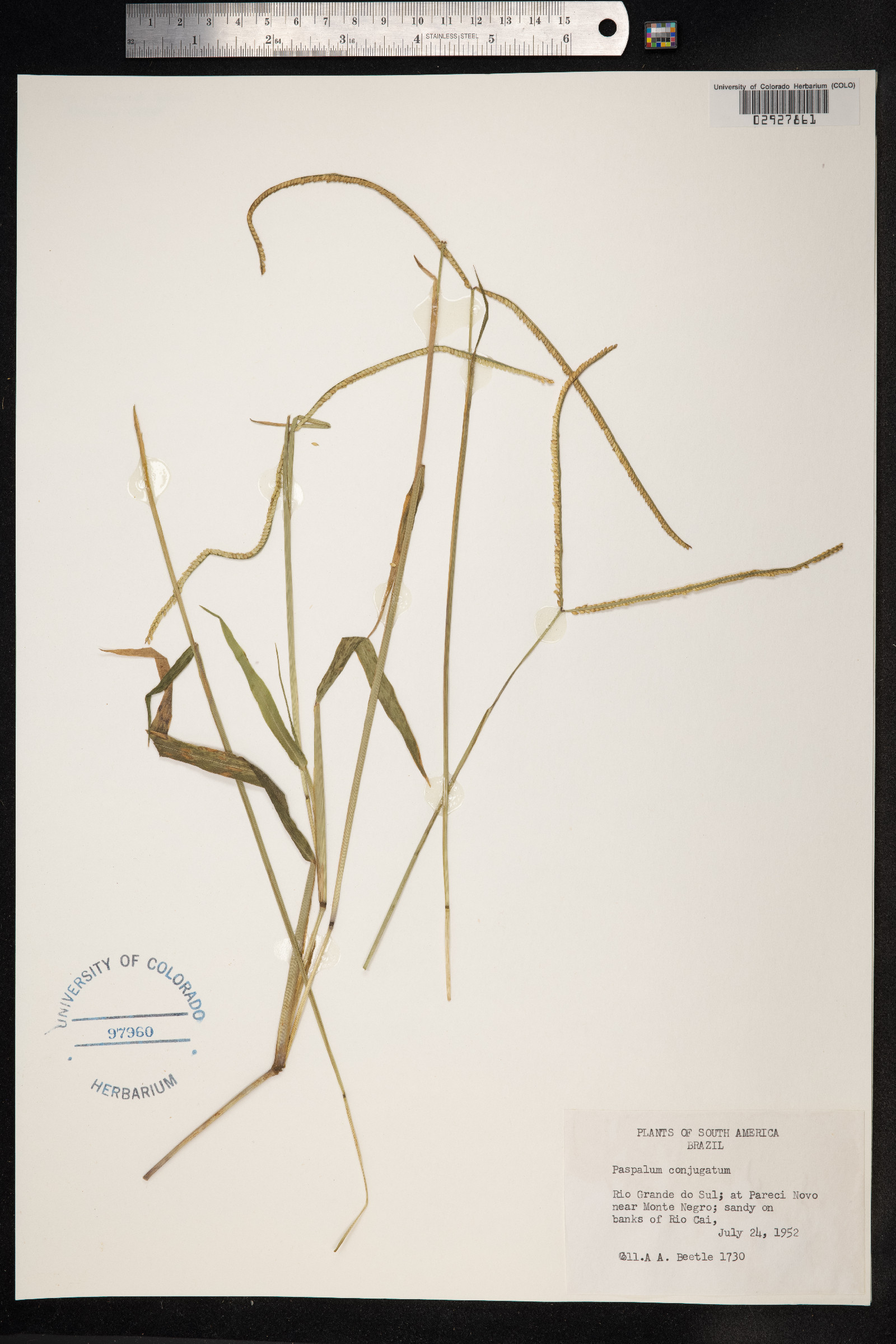 Paspalum image