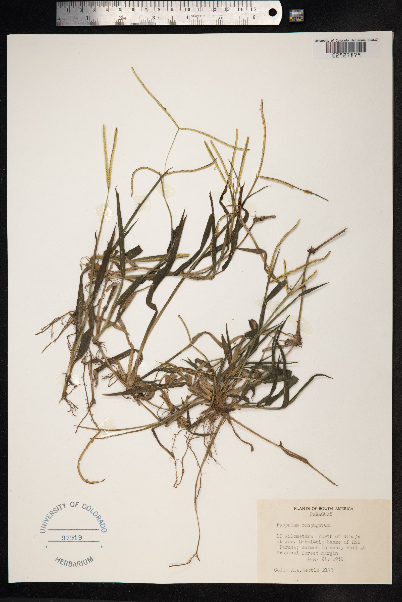 Paspalum conjugatum image