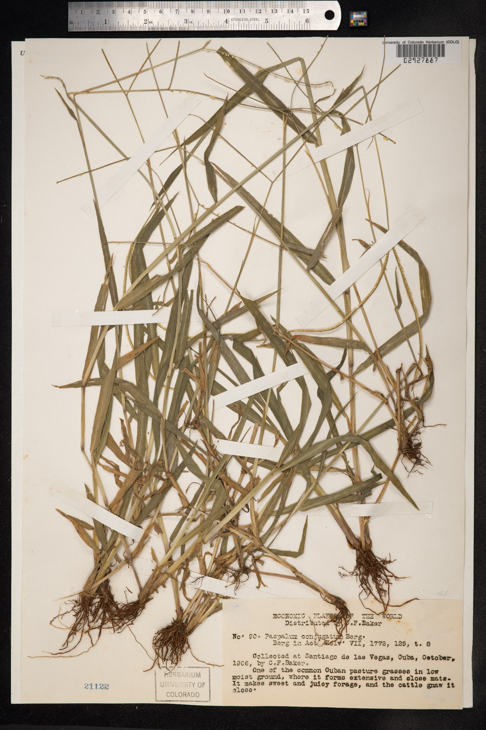 Paspalum conjugatum image