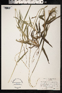 Paspalum conjugatum image