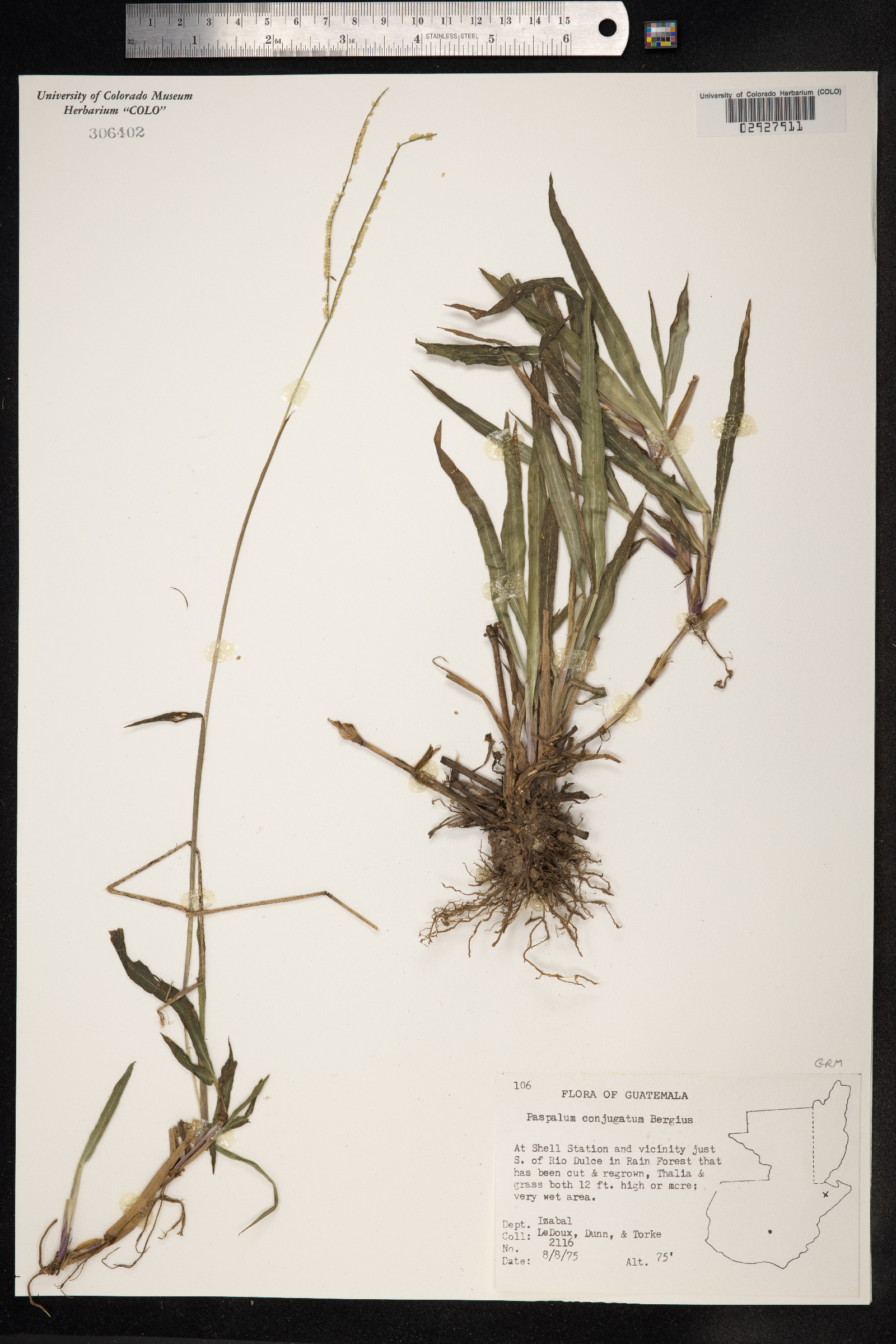 Paspalum conjugatum image