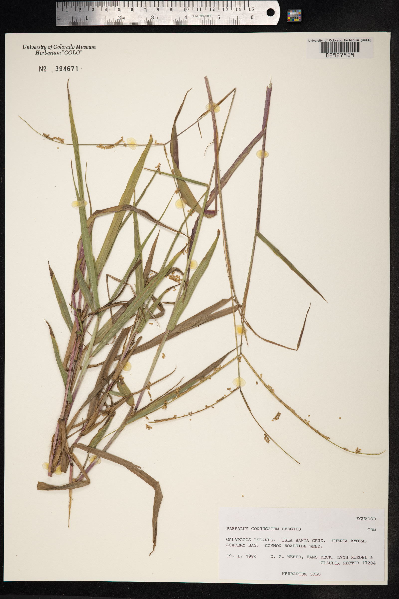 Paspalum conjugatum image
