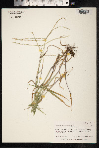 Paspalum conjugatum image