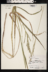 Paspalum dilatatum image