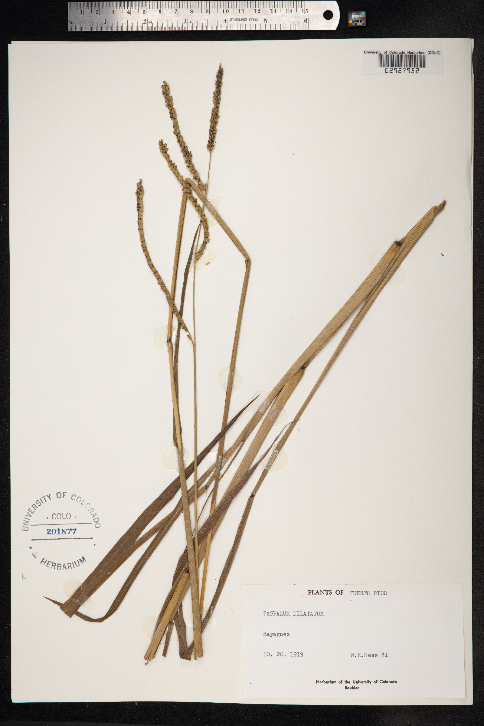 Paspalum dilatatum image