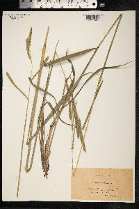 Paspalum dilatatum image
