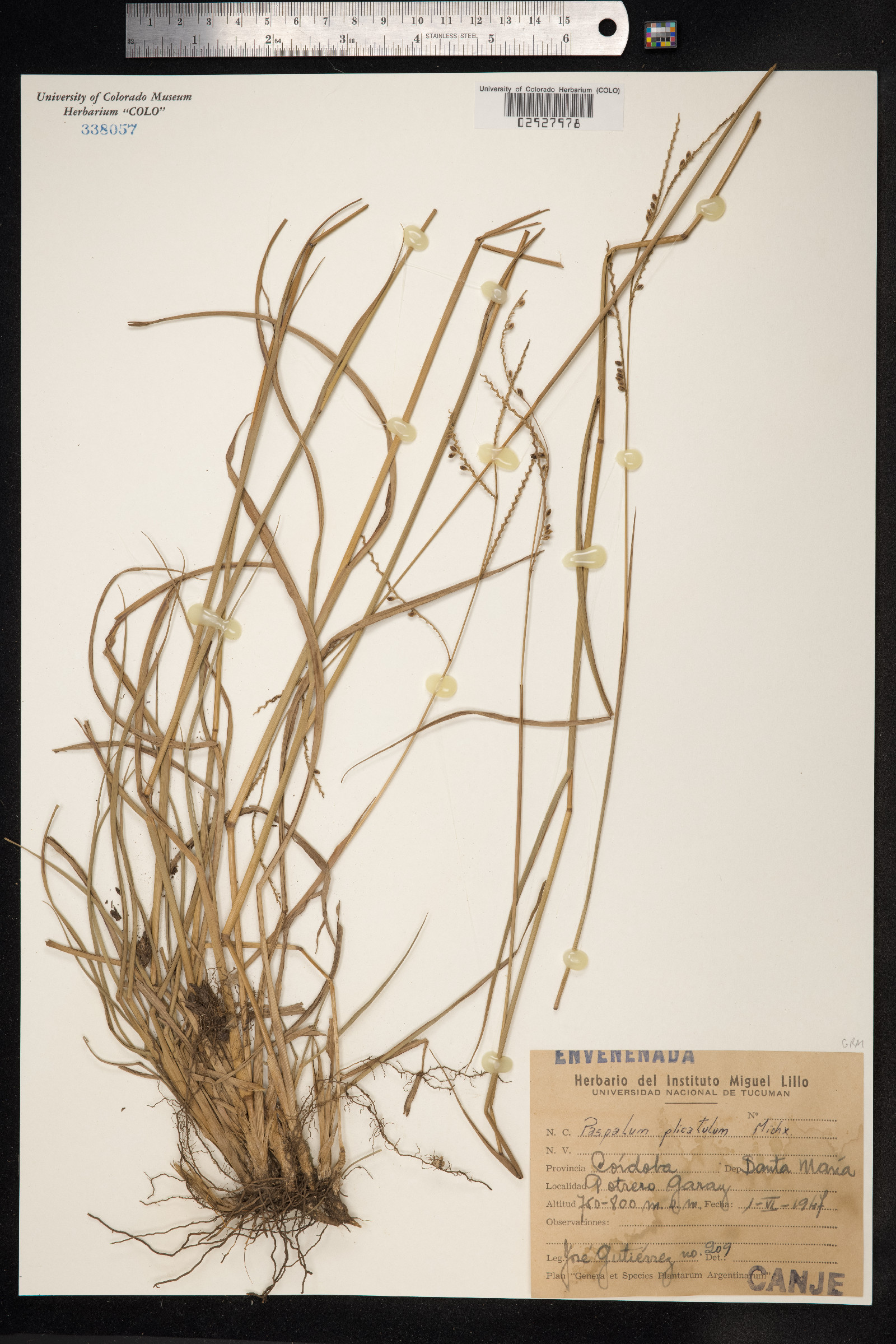 Paspalum plicatulum image
