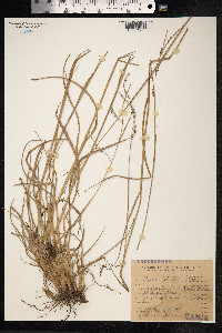 Paspalum plicatulum image