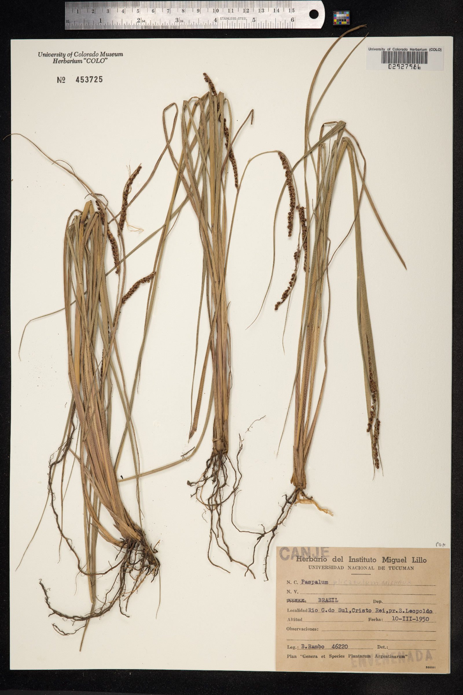 Paspalum plicatulum image