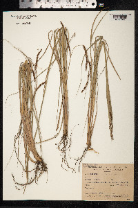 Paspalum plicatulum image
