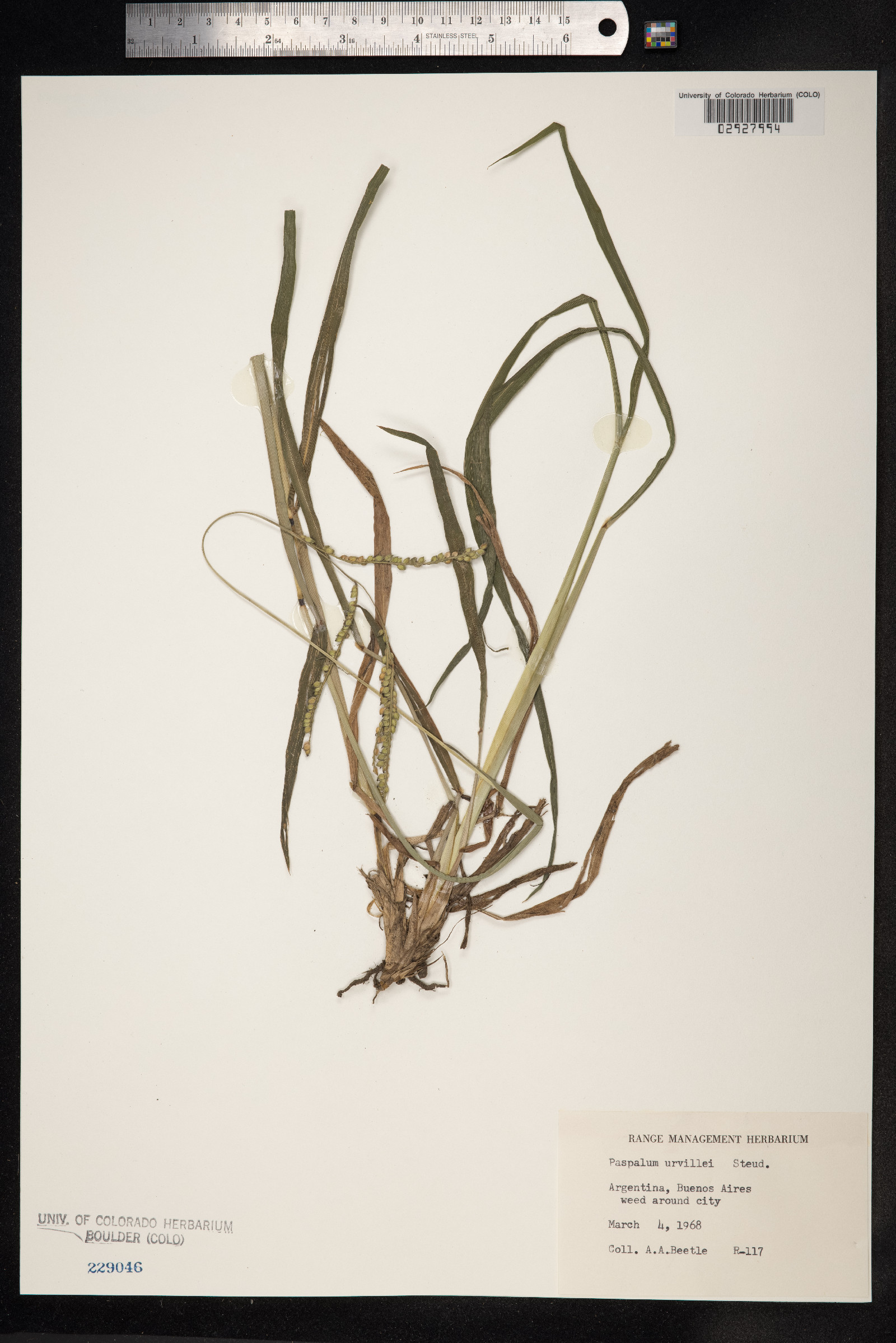 Paspalum urvillei image