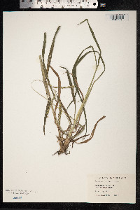 Paspalum urvillei image