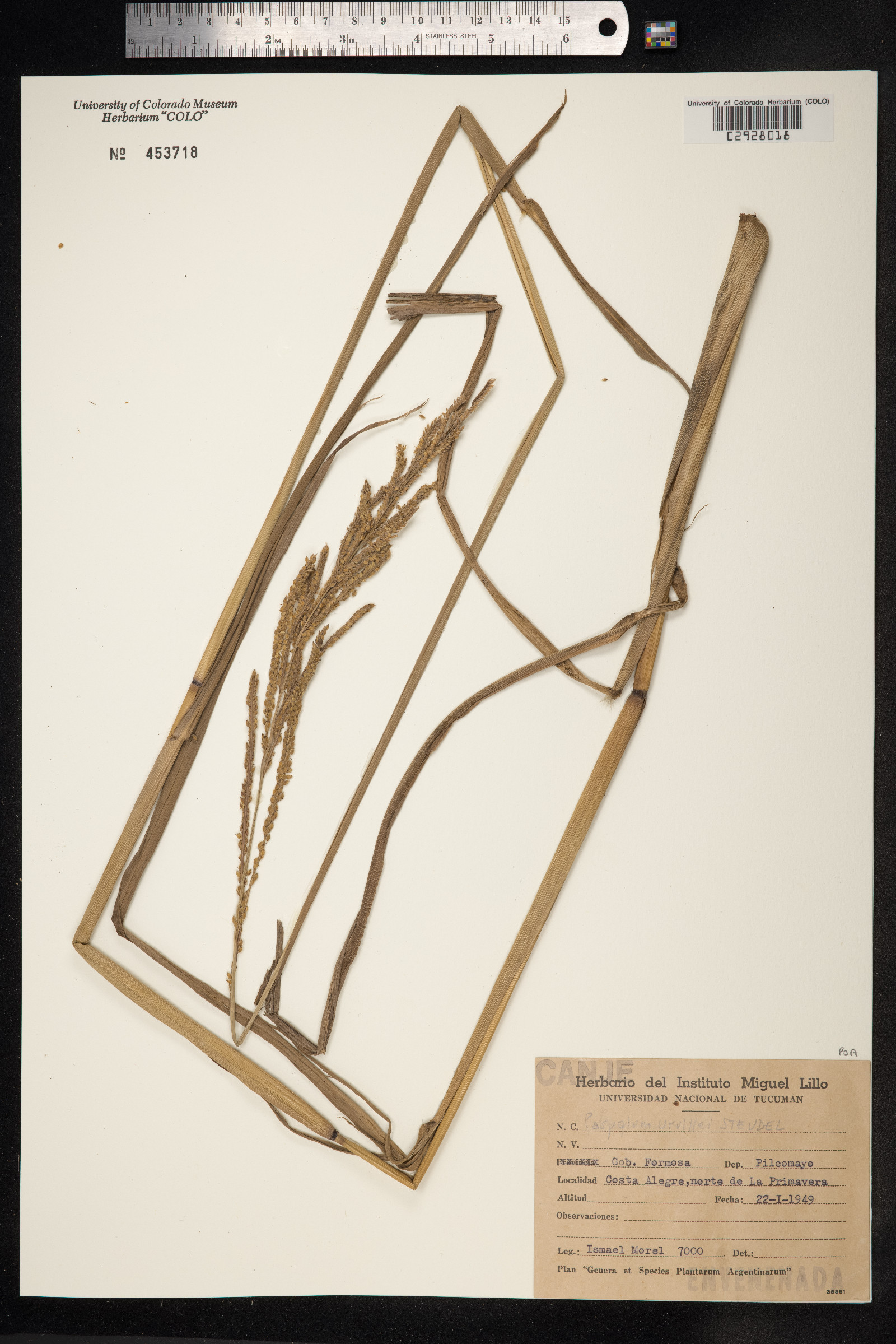 Paspalum urvillei image