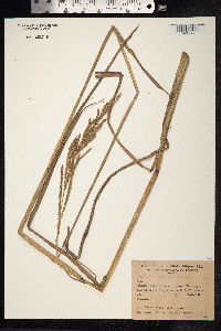 Paspalum urvillei image