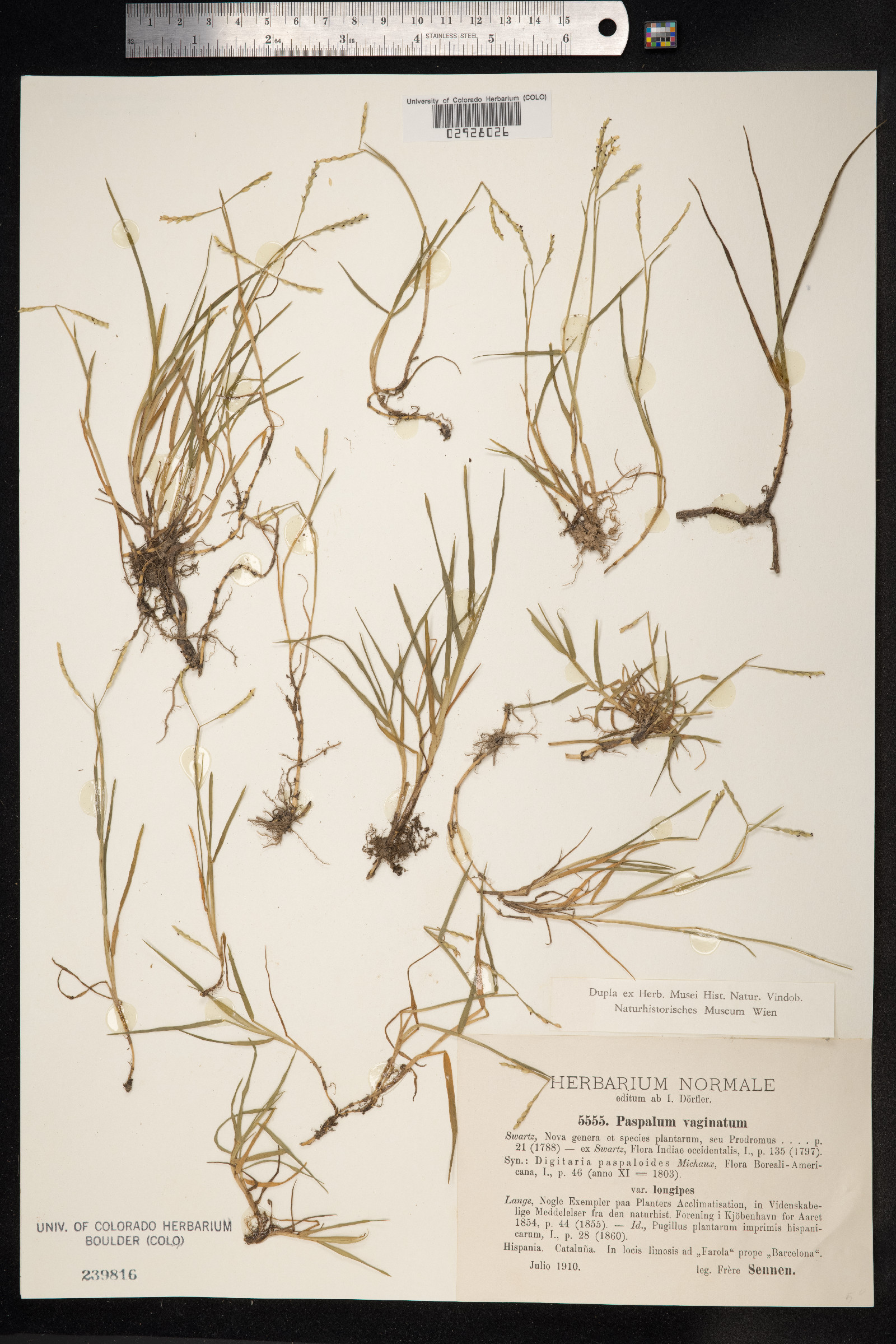 Paspalum vaginatum image