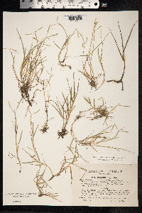 Paspalum vaginatum image
